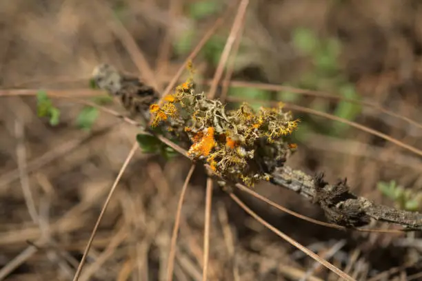 Nature of Gran Canaria - dry Teloschistes chrysophthalmus, gold eye lichen on a dead twig