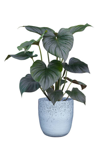 istock Homalomena cf. aromatica (Spreng.) Schott is growing in pot isolated on white background included clipping path. 1394228331
