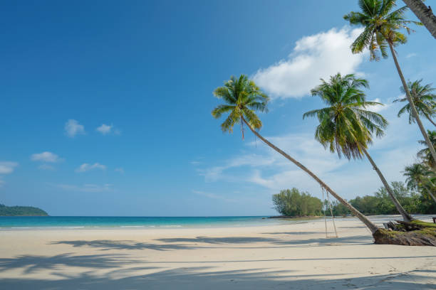 istock Coconut Palm tree on the white sandy beach 1394232931