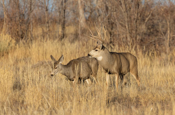 istock Mule Deer Buck and Doe Rutting in Coloraod 1394232961