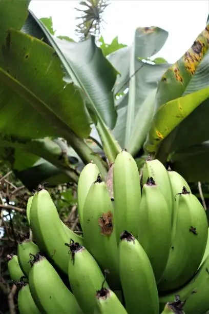 Green unripe bananas on a bananatree as a close-up