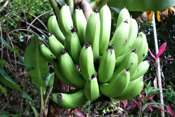 Green unripe bananas on a bananatree as a close-up
