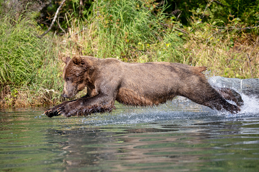 Alaskan brown bear doing a belly flop into the water to fish