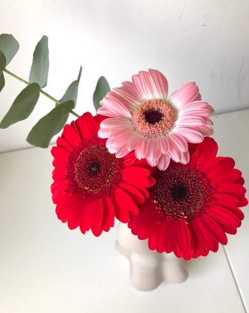 gerberas rosa e vermelha - gerbera daisy stem flower head pink - fotografias e filmes do acervo