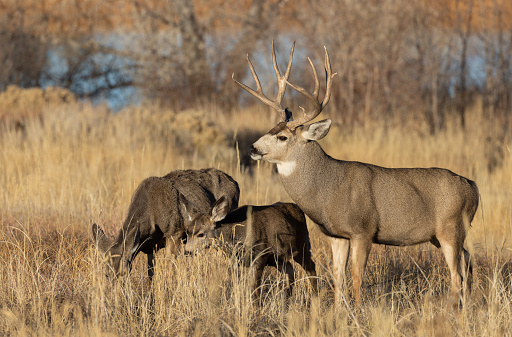 mule deer buck and doe during the fall rut in Colorado