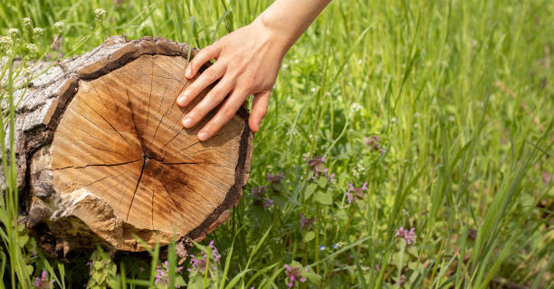 istock Human hand on a tree log with green grass on a sunny day in forest 1394234591