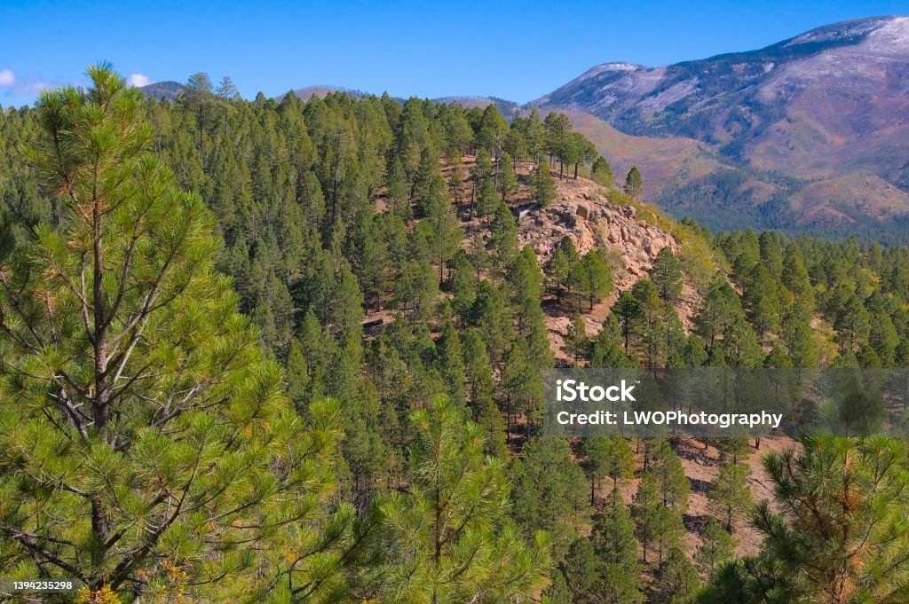 Evergreen Tree Mountain"n Evergreen trees dominate the scene with a moutian in the background under a deep blue sky in the SantaFe National Forest in New Mexico. Cliff Stock Photo