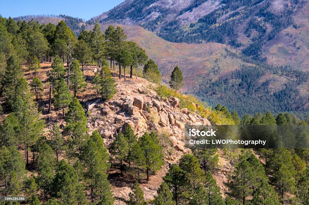 Evergreen Tree Mountain"n Evergreen trees dominate the scene with a moutian in the background under a deep blue sky in the SantaFe National Forest in New Mexico."n Cliff Stock Photo