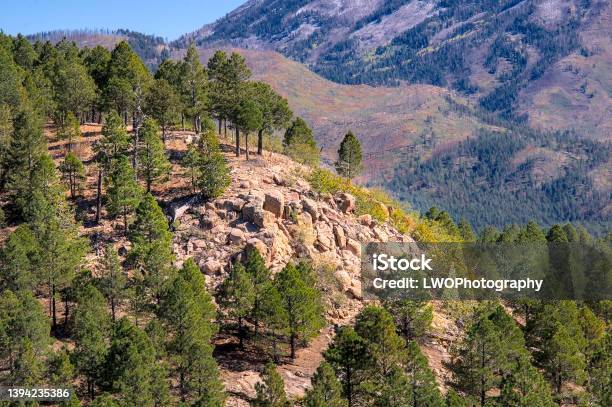 Evergreen Tree Mountainn Stock Photo - Download Image Now - Cliff, Cloud - Sky, Color Image