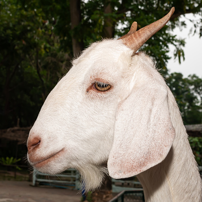 close-up goat face, fertile white goat