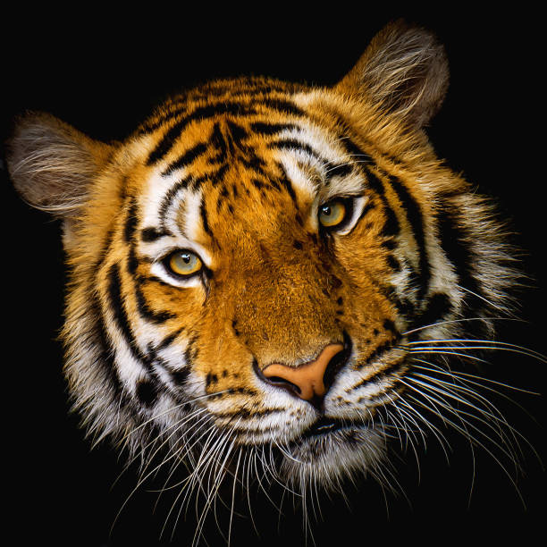 istock Portrait of a Tiger with a black background 1394235523