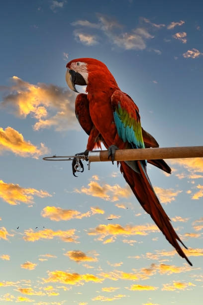 istock A red-green-blue macaw perched on a wooden perch 1394235532