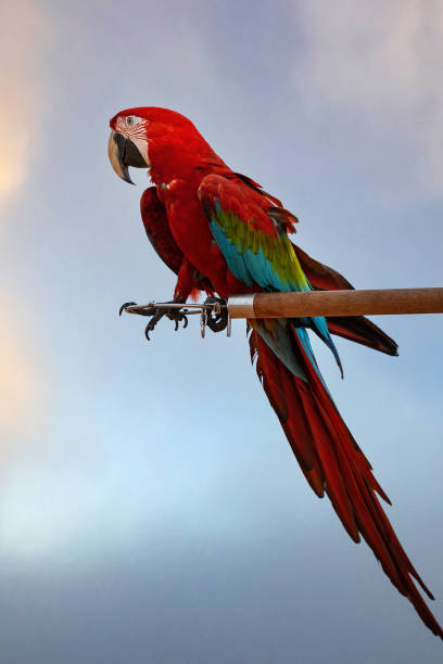 istock A red-green-blue macaw perched on a wooden perch 1394235559