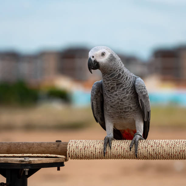 istock African grey parrot sitting on a wooden bar. 1394235570