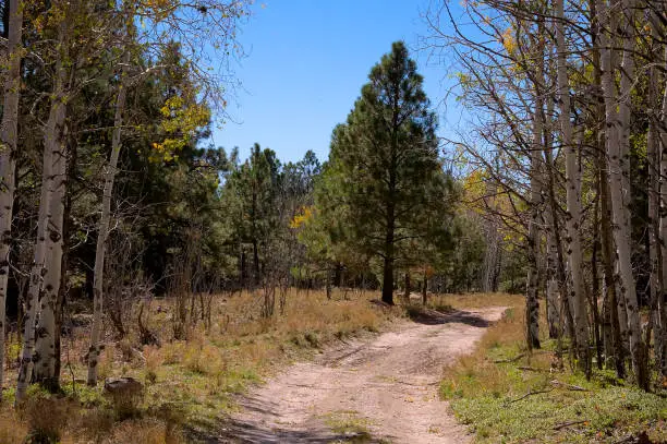 A rough dirt road winds through the SantaFe National Forest amongst the autumn aspen trees and evergreens.