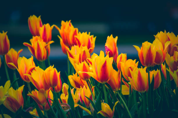 A row of blooming tulips in the park