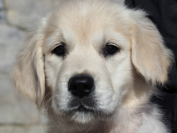 istock Chiot golden retriever portrait 1394235960