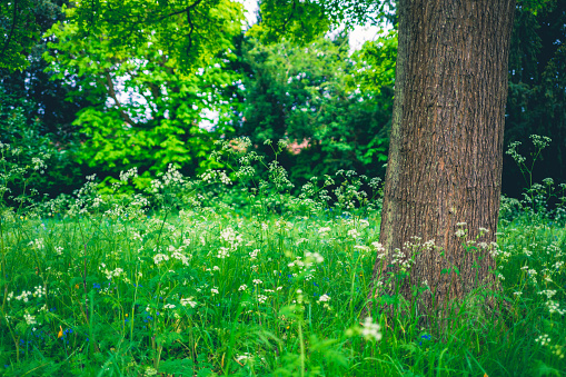 Tiny White Baby's Breath Flowers Plants Growing In The Garden