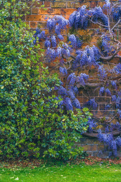 plante de glycine avec fleur poussant sur le mur de la maison, royaume-uni - formal garden wall ornamental garden walled garden photos et images de collection