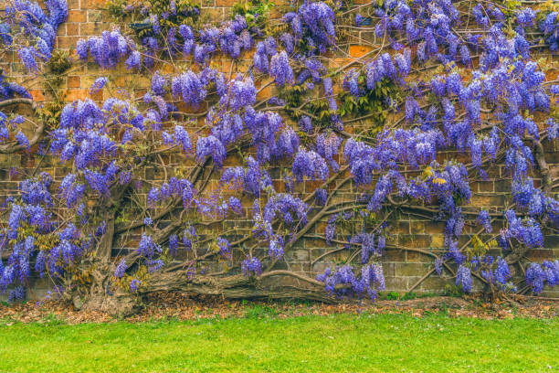 Wisteria plant with flower growing on house wall, UK Wisteria plant with flower growing on house wall, UK hampton court stock pictures, royalty-free photos & images