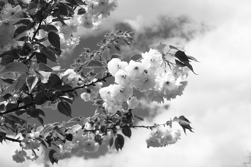 White blooming sakura. Flower background. Close-up.