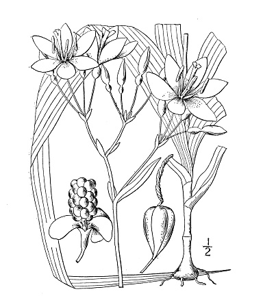 Antique botany plant illustration: Gemmingia Chinensis, Blackberry lily