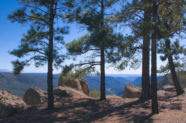 Pine Trees line a boulder strewn cliff overlooking the valley below in the SantaFe National Forest in New Mexico.