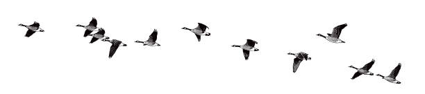 ilustrações, clipart, desenhos animados e ícones de canadá geese que voa na formação - animals in the wild white background animal black and white