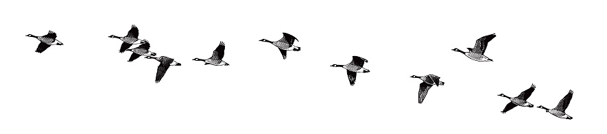 Large flock of Canada Geese flying in V-formation