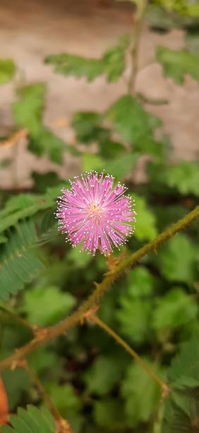 istock Touch me not plant flower 1394238765