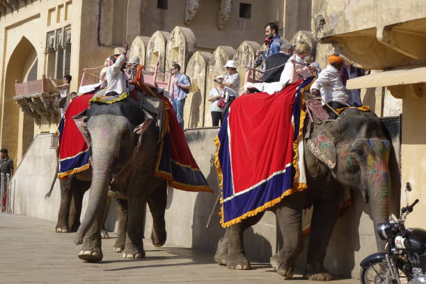 Elephant safaris at Amer Fort, Jaipur stock photo