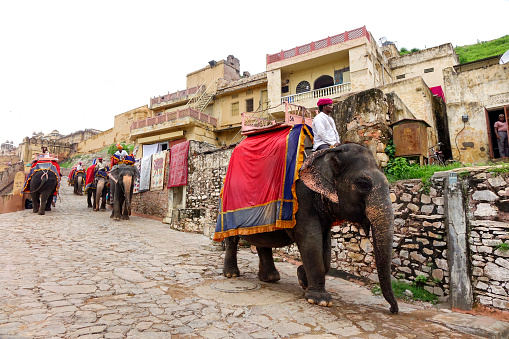 Jaipur, Rajasthan, India - November 3, 2017 : One of the most popular tourist attractions at Jaipur is the elephant ride to the top of the Amer Fort. The well-caparisoned elephants just take the tourists up, but don't get them down, to avoid straining their own knees. Colorfully attired mahaouts (elephant drivers) deftly manage the ride.