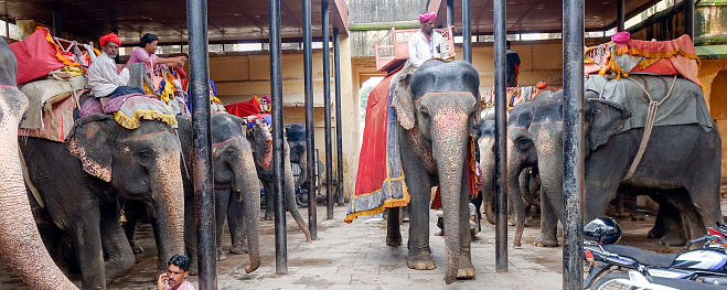 Jaipur, Rajasthan, India - December 8, 2016 : One of the most popular tourist attractions at Jaipur is the elephant ride to the top of the Amer Fort. The elephants stay parked in an elephant stable and are cared for by the mahaouts (elephant drivers) all through the day.