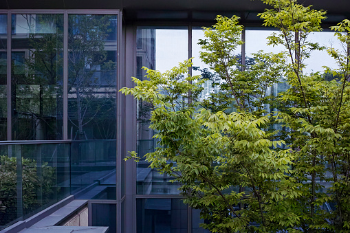 Big tree outside glass facade of modern building