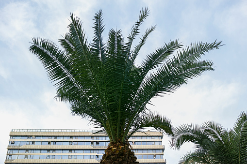 palm trees outside modern building
