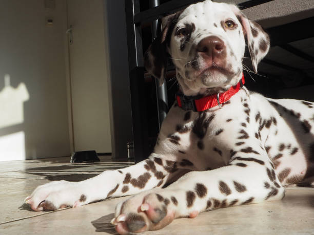 istock Portrait young Dalmatian puppy 1394240983