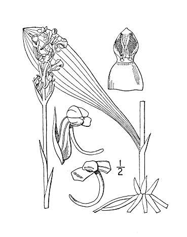 Antique botany plant illustration: Habenaria clavellata, Small green wood Orchis