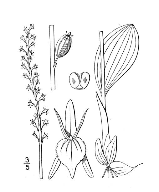 ilustracja rośliny antycznej botaniki: achroanthes monophylla, usta białego żmijarza - european adder illustrations stock illustrations