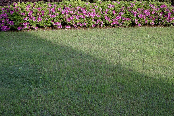 Rhododendron blooming on the lawn