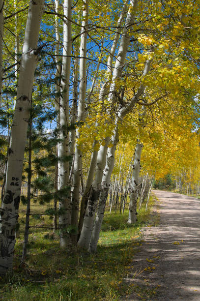 istock Autumn Aspen Road 1394242857
