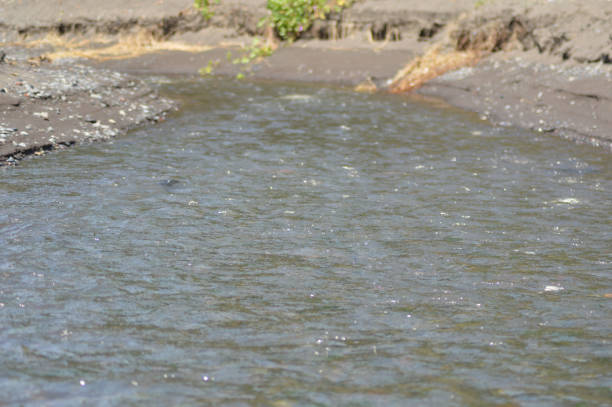Natural View Tropical Brackish River Water Flow At The Village
