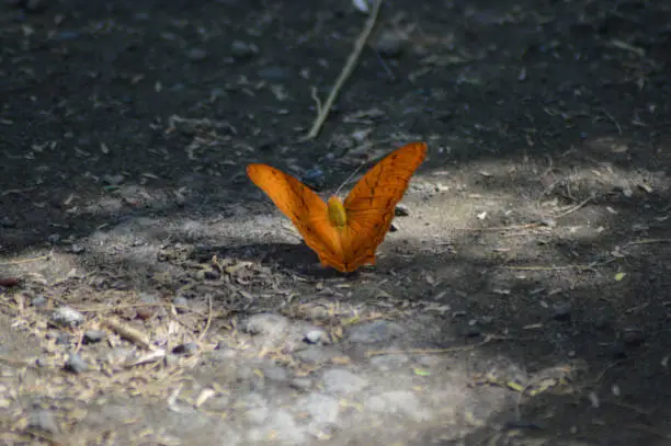 Beautiful Orange Wing Butterfly Perched On The Ground