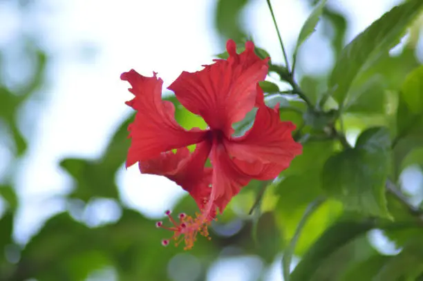 Fresh Beauty Blooming Type Of Hibiscus Flower Hanging Among The Leaves On A Sunny Day