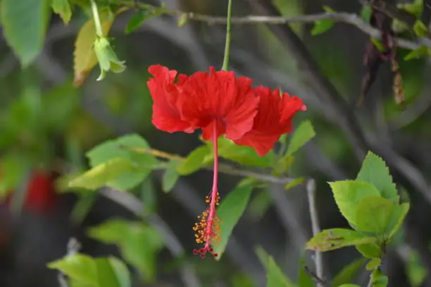 Close Up Fresh Red Bloom Hanging Type Of Hibiscus Flower