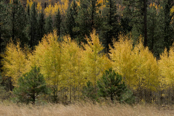 istock Autumn Aspen and Evergreens 1394243423