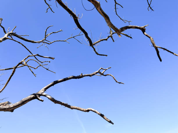 Photo of leafless tree branch on clear blue sky on background stock photo