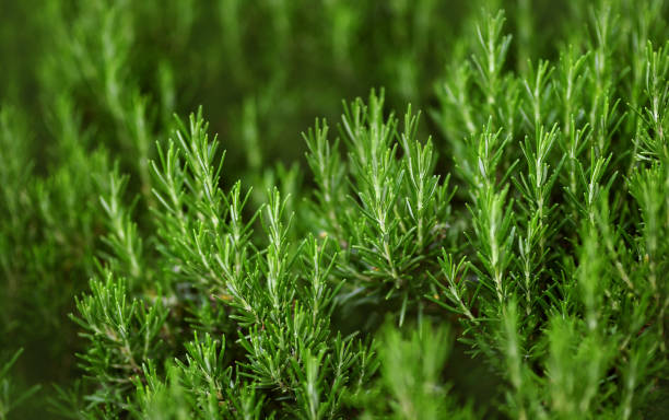 istock rosemary grows outdoors. fresh rosemary plant with selective focus and copy space. macro 1394243472