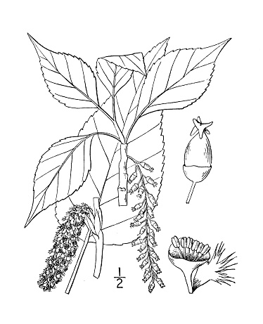 Antique botany plant illustration: Populus acuminata, Black cottonwood