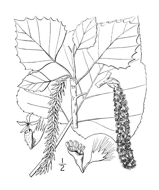 istock Antique botany plant illustration: Populus grandidentata, Large toothed Aspen 1394243549