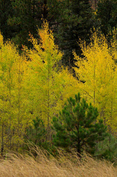 istock Autumn Aspen and Evergreens